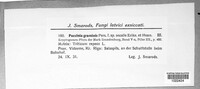 Puccinia graminis image